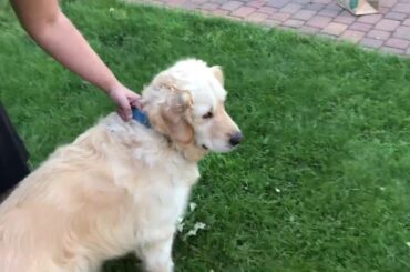 My Dog Makes Friends With A Baby Bunny Part 3