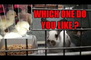 WILD DUCKS AND CUTE CHIKS , RABBIT ,  ROASTER