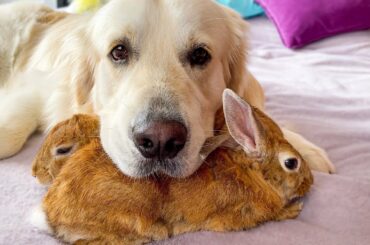 The dog uses his best friends rabbits as pillows!