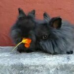 2 Baby Black Rabbit Eating Flowers Cute 21/03/2020