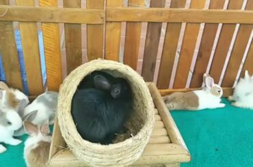 ASMR Rabbit Destroys Lettuce Leaf Bigger Than He Is Rabbit Eating ウサギ好きなサラリーマンの休日 many cute animals