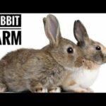 Visiting Rabbit Farm at Rajkot | A Cute Video on Rabbit 🐰