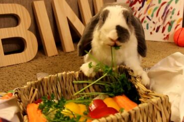Surprise party for a rabbit (5th birthday) - Say happy birthday!!