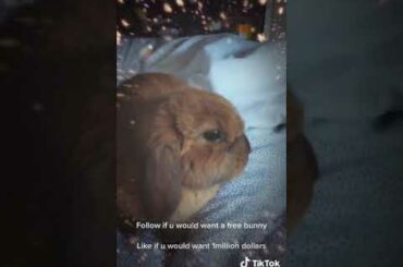 Honestly the cutest bunny ever