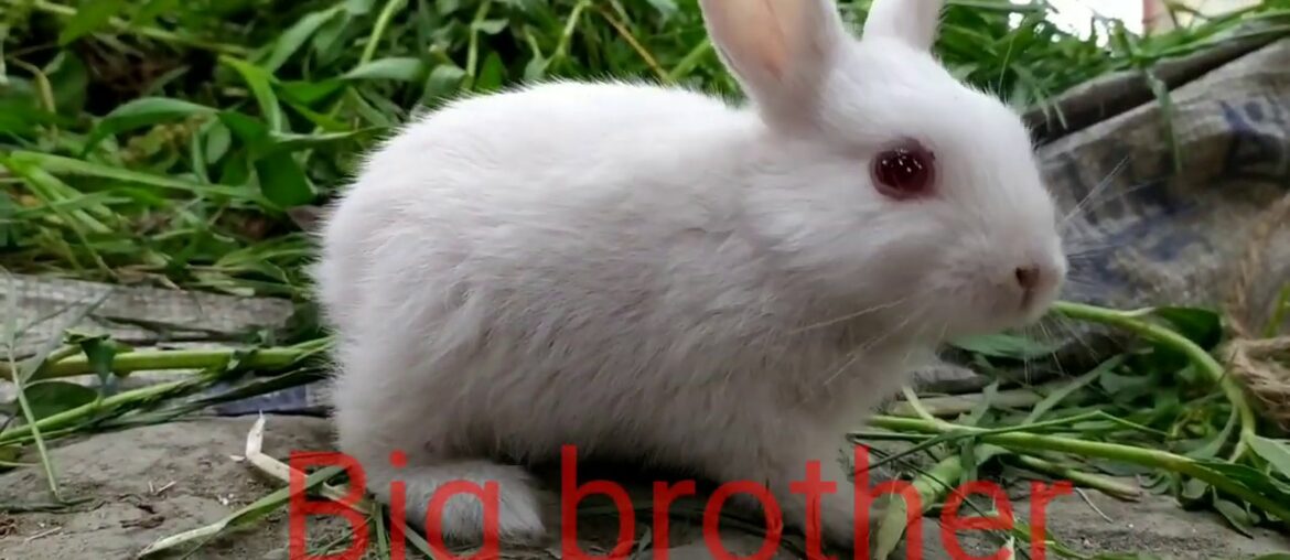 Rabbit // খরগোস||Funny and Cute Baby Bunny Rabbit Videos 🐇