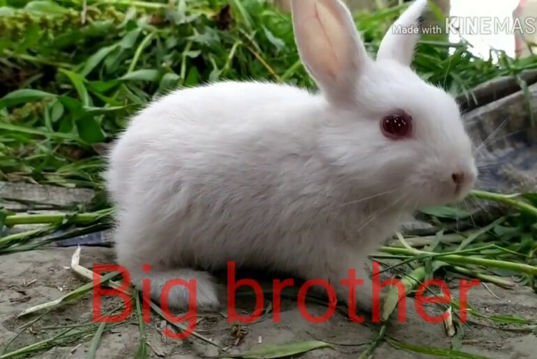Rabbit // খরগোস||Funny and Cute Baby Bunny Rabbit Videos 🐇
