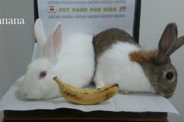 Rabbit Eating Banana ASMR #rabbits #bunnies #cute