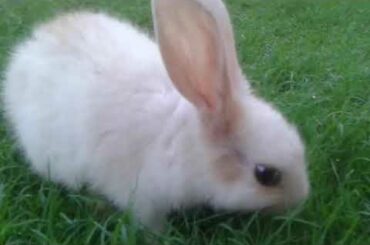 Cute baby bunnies🐰🐇.... #ozzi😘 #miffy😍 eating grass💚💚