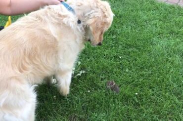 My Dog Makes Friends With A Baby Bunny Part 2