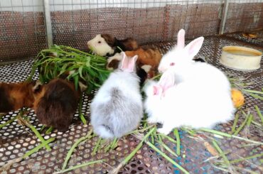 Rabbits Eating Vegetable 2020 - Rabbits Videos - Cute Rabbits Eating Videos
