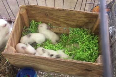 More cute baby bunnies  2