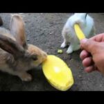 Rabbits eating  very mangoes happy  ASMR | bunny cute eating  mangoes