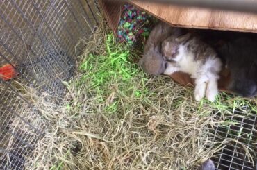 Cute bunny babies from last october 1