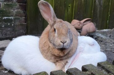 Big rescued bunny napping on his albino girlfriend. She doesn't care 😂