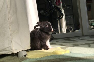 Baby bunny cleaning and flops