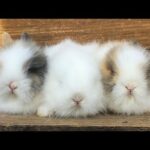 Conejitos Adorables y Muy Tiernos, Cute and Adorable Bunnies 💕💕🐰🐇