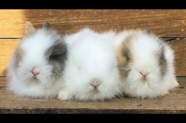 Conejitos Adorables y Muy Tiernos, Cute and Adorable Bunnies 💕💕🐰🐇