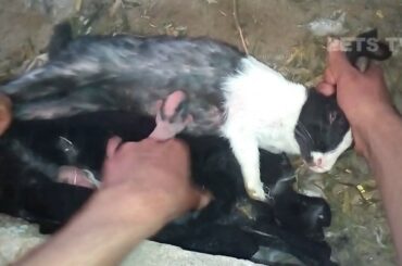 Rabbit ||  cute baby rabbits feeding milk from their mother | newborn baby rabbits | Bunny