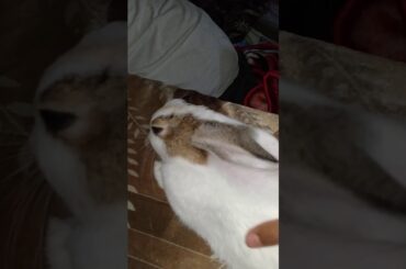 Cute Sleeping rabbit