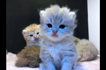 Cute Kittens in The World - ChinLin Cattery