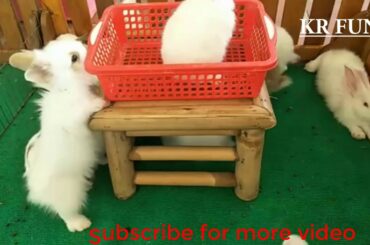 cute rabbit baby | rabbit farming