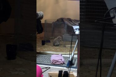 Cutest Bunny grooming himself.