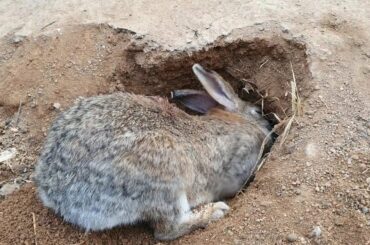 어미토끼(rabbit) 는 땅굴속에 있는 아기토끼에게  젖을 먹이려면 무슨 행동을 할까요??