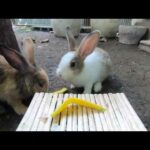 Rabbits eating  very mangoes happy  ASMR on the table | bunny cute eating  mangoes​​ #2