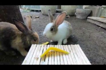 Rabbits eating  very mangoes happy  ASMR on the table | bunny cute eating  mangoes​​ #2