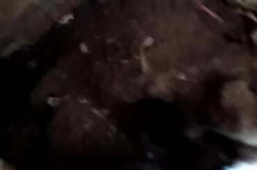 Cute 💕 rabbit baby