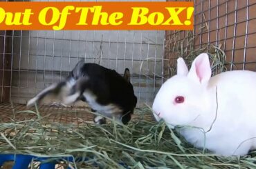 Baby Rex Rabbits - Out Of The Box!
