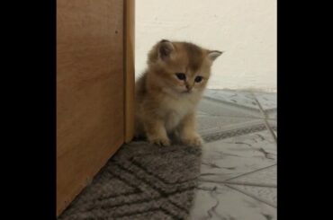 Sleepy Kitten, Chicken meomeoww