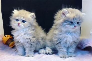 Cute Kittens in The World #2 - ChinLin Cattery