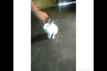 Cute rabbit eating maggi