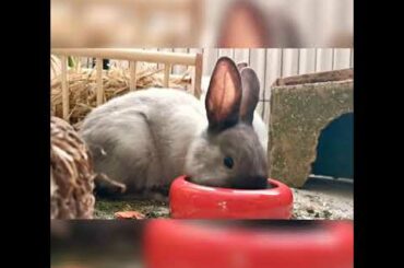 Cute animals / cute Rabit / Rabit feeding