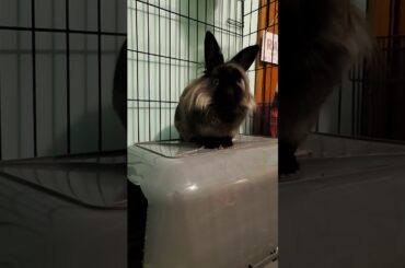 Welcome Sage the Sweetie, she's a cute bunny!