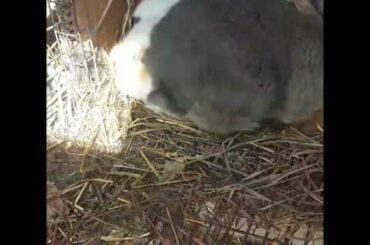 Cutest bunnies EVER! 2-week old kits