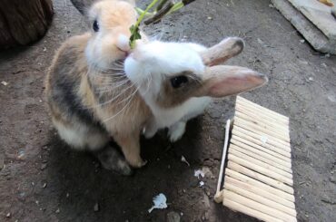 Rabbits eating​ tropical very happy  ASMR  | bunny cute eating tropical
