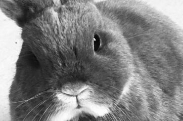 The cutest bunny in the world