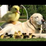 Funny and Cute Baby Animals and Their Fun Facts 2020