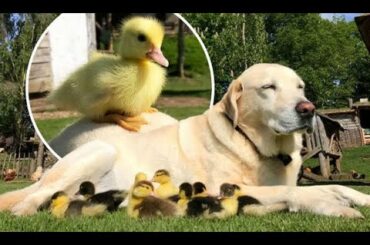 Funny and Cute Baby Animals and Their Fun Facts 2020