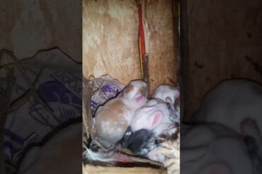 Very cute newly born bunnies