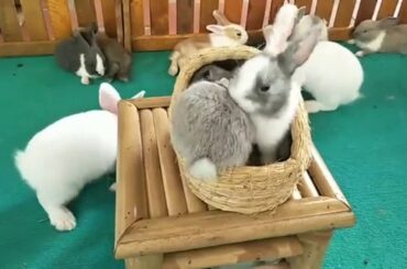 ウサギ好きなサラリーマンの休日 ASMR Rabbit Destroys Lettuce Leaf Bigger Than He Is Rabbit Eating