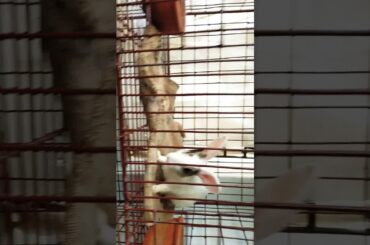 MY  CUTE 😍😍❤️  RABBIT ❤️❤️❤️💕