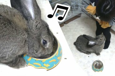 [SUB] Exciting Food Time for Flemish Giant Rabbit! (Full Unedited Ver.)フレミッシュジャイアントうさぎちゃんの食事は楽しい♫