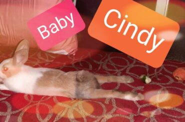 Our lovely baby Cindy will help you to have great mood these days!!!