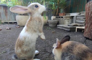 Rabbits eating​ tropical and parsley very happy  ASMR  | bunny cute eating tropical