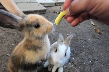 Rabbits eating honey mangoes very like ASMR | bunny cute eating  ASMR