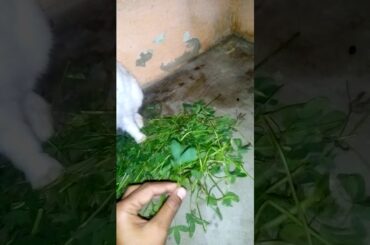 Rabbit in my home very cute rabbit