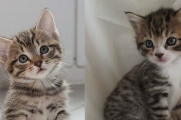 Baby Dogs Fall Down Stairs - Cute Puppies Doing Funny Things #3